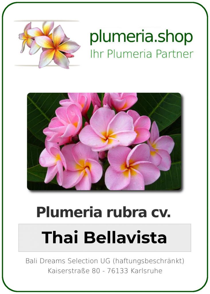 Plumeria rubra "Thai Bellavista"