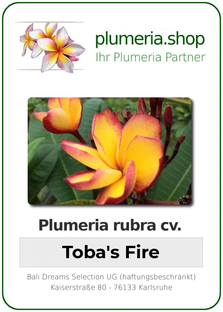 Plumeria rubra "Toba's Fire"