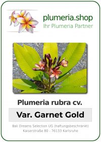 Plumeria rubra - "Variegated Garnet Gold"