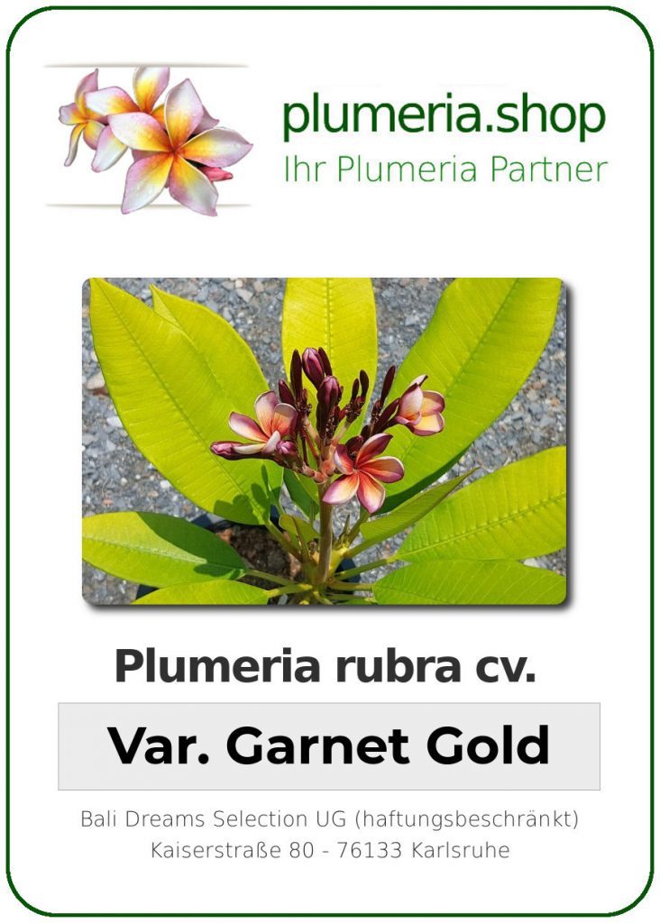 Plumeria rubra "Variegated Garnet Gold"
