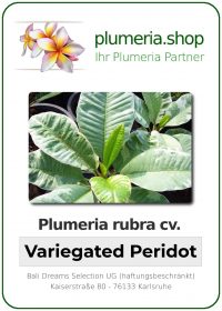 Plumeria rubra - &quot;Variegated Peridot&quot;