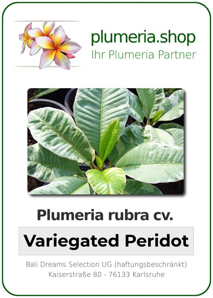 Plumeria rubra "Variegated Peridot"