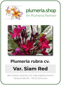 Plumeria rubra - "Variegated Siam Red"