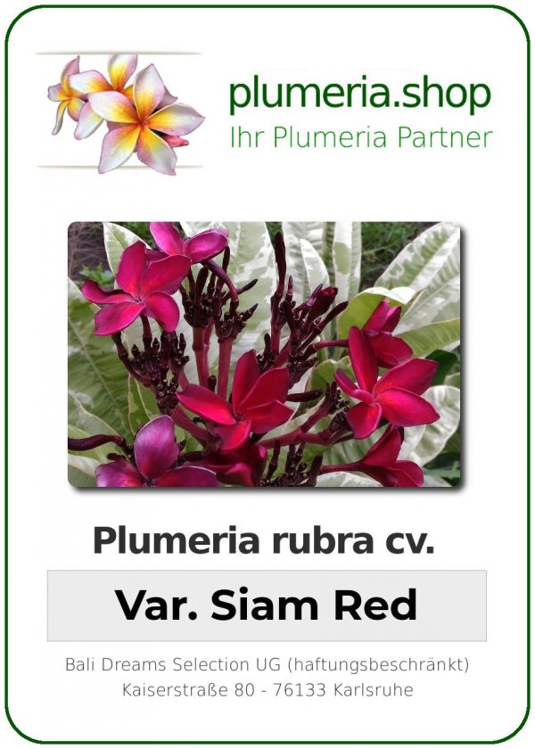 Plumeria rubra - "Variegated Siam Red"