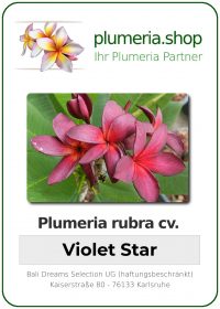 Plumeria rubra - "Violet Star"