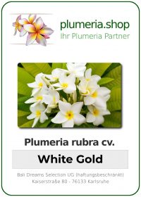 Plumeria rubra - &quot;White Gold&quot;