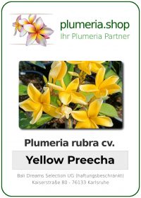 Plumeria rubra - "Yellow Preecha"