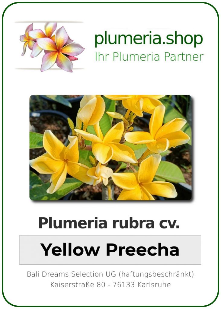 Plumeria rubra "Yellow Preecha"