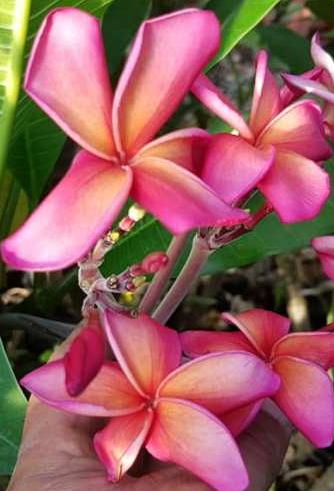 Plumeria rubra 'Waimea'