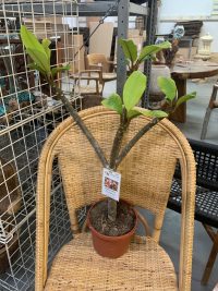 Plumeria rubra &quot;Dulcemia&quot;