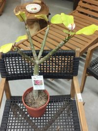 Plumeria rubra &quot;Pink Jack