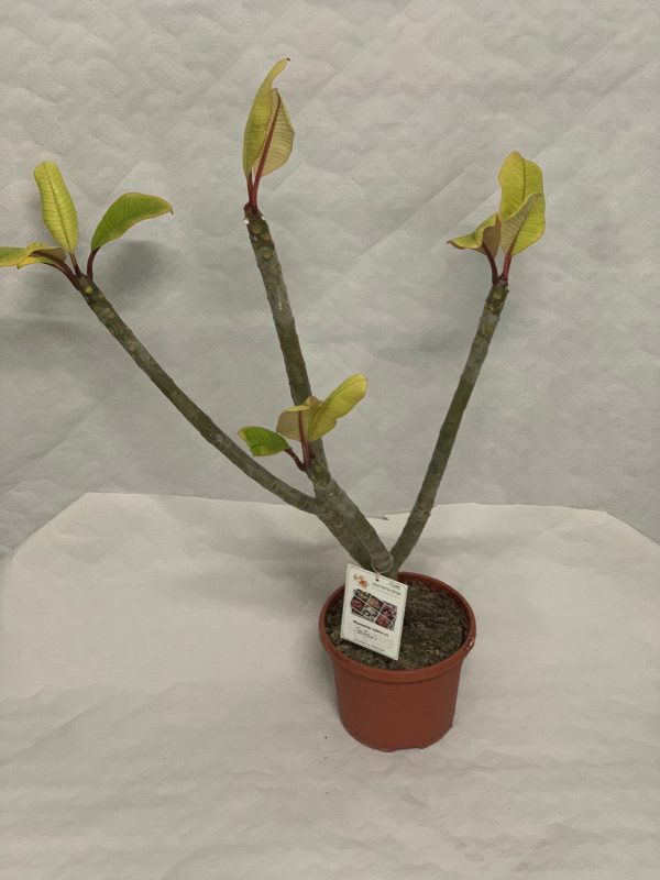 Plumeria rubra "Safari"