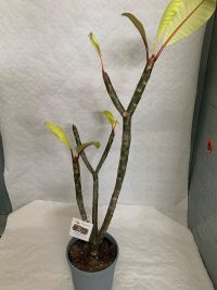 Plumeria rubra "J105"