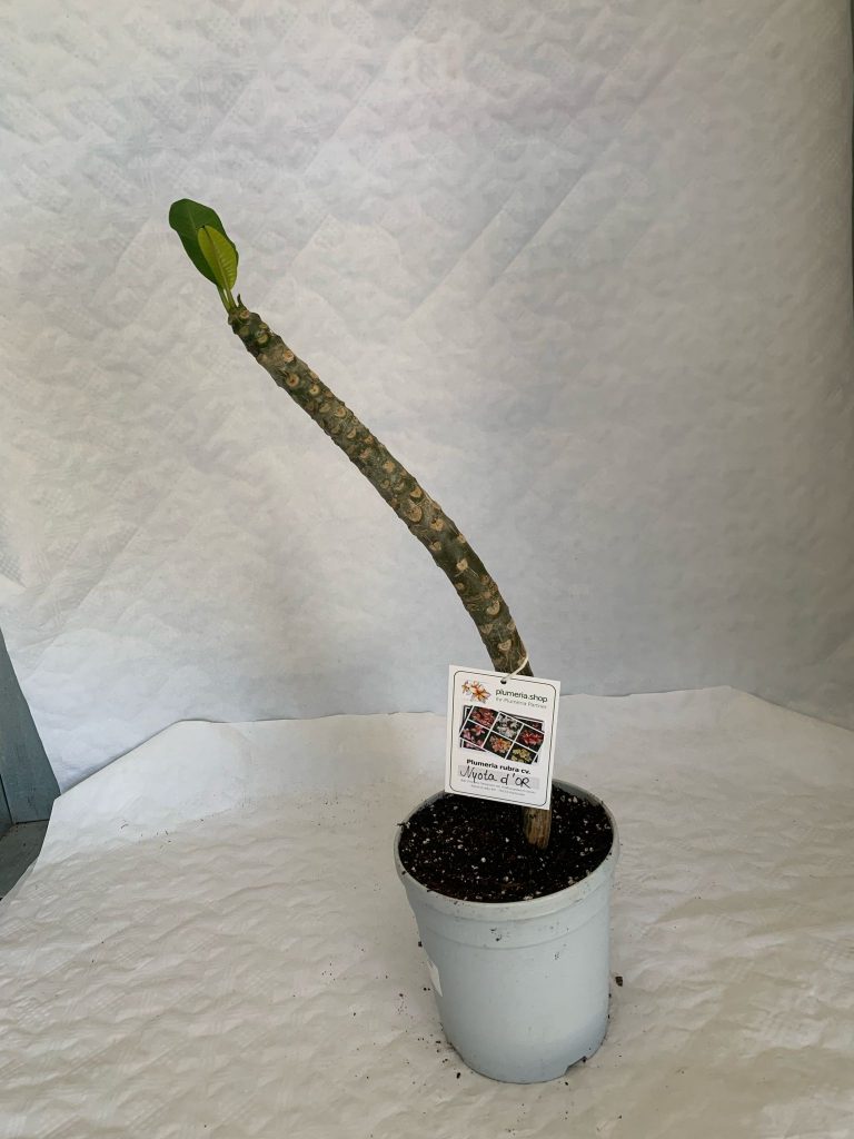 Plumeria rubra "Nyota d'Or"