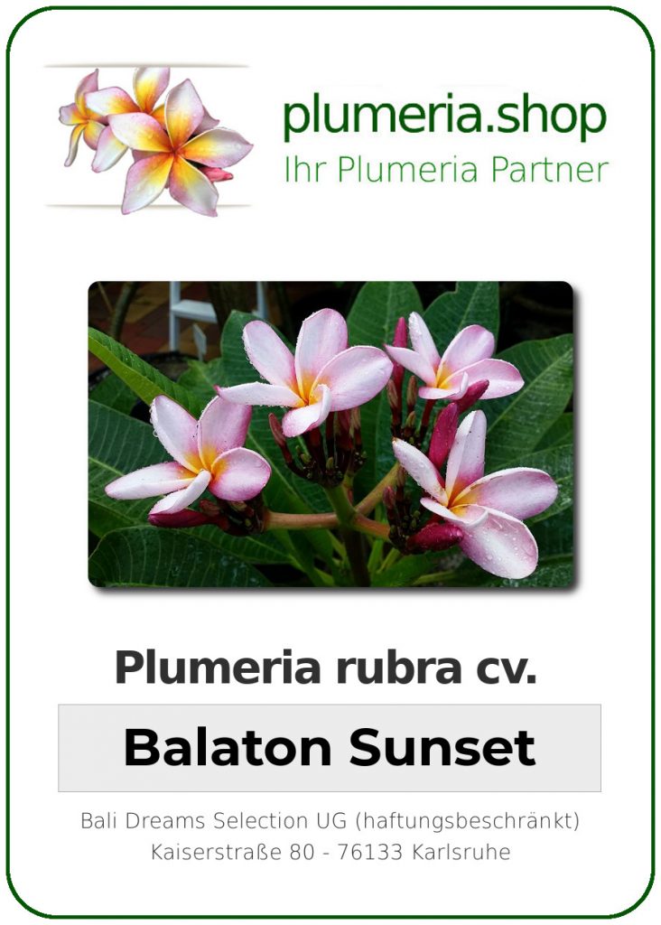 Plumeria rubra cv. "Balaton Sunset" - Steckling