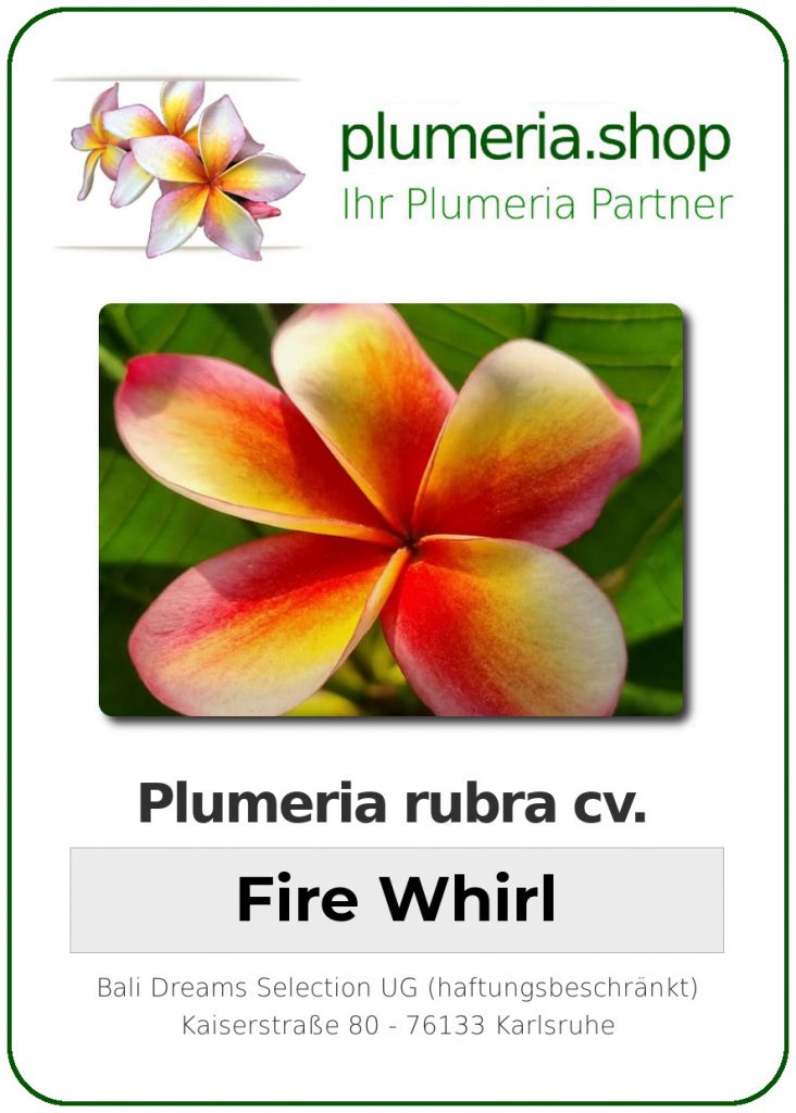 Plumeria rubra cv. "Fire Whirl" - unbewurzelter Steckling