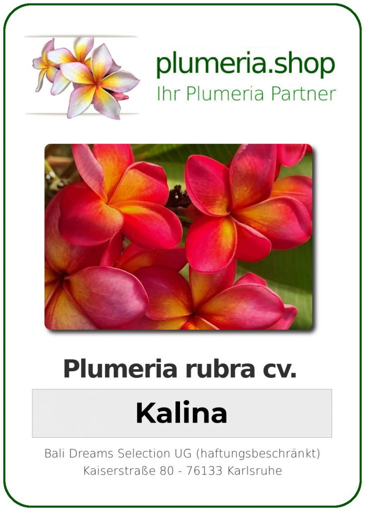 Plumeria rubra cv. "Kalina" - unbewurzelter Steckling