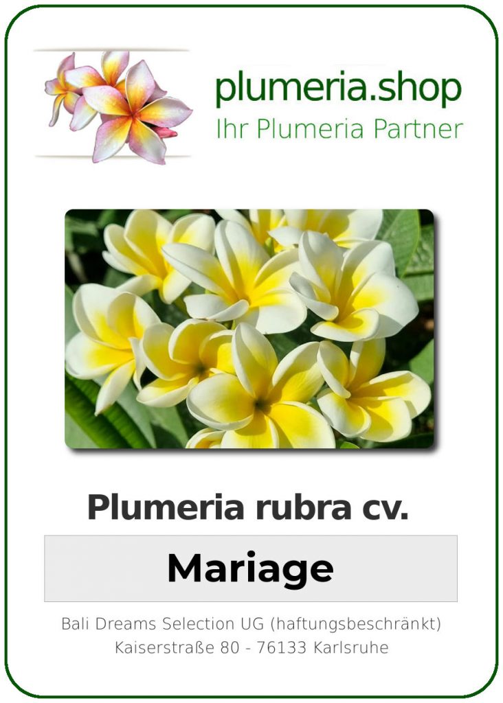 Plumeria rubra cv. "Mariage" - unbewurzelter Steckling
