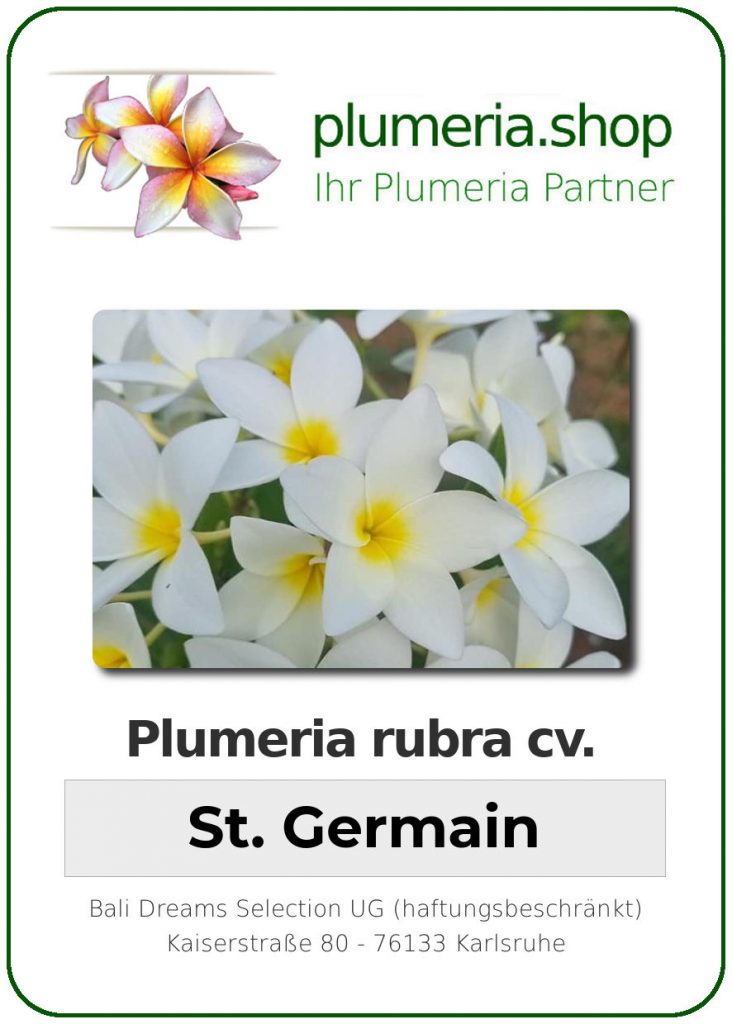 Plumeria rubra cv. "St. Germain" - unbewurzelter Steckling
