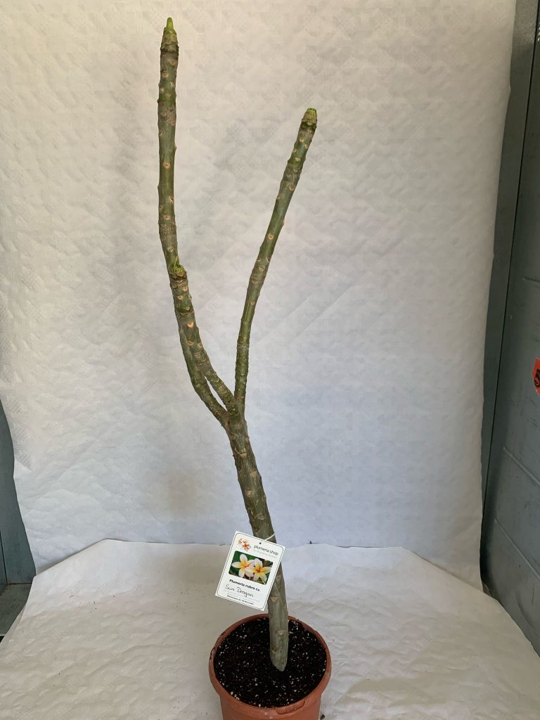 Plumeria rubra "Sun Dragon"