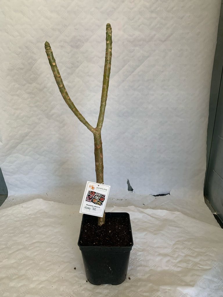 Plumeria rubra "Honey Pot"