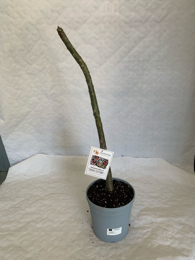 Plumeria rubra "Teresa Wilder"