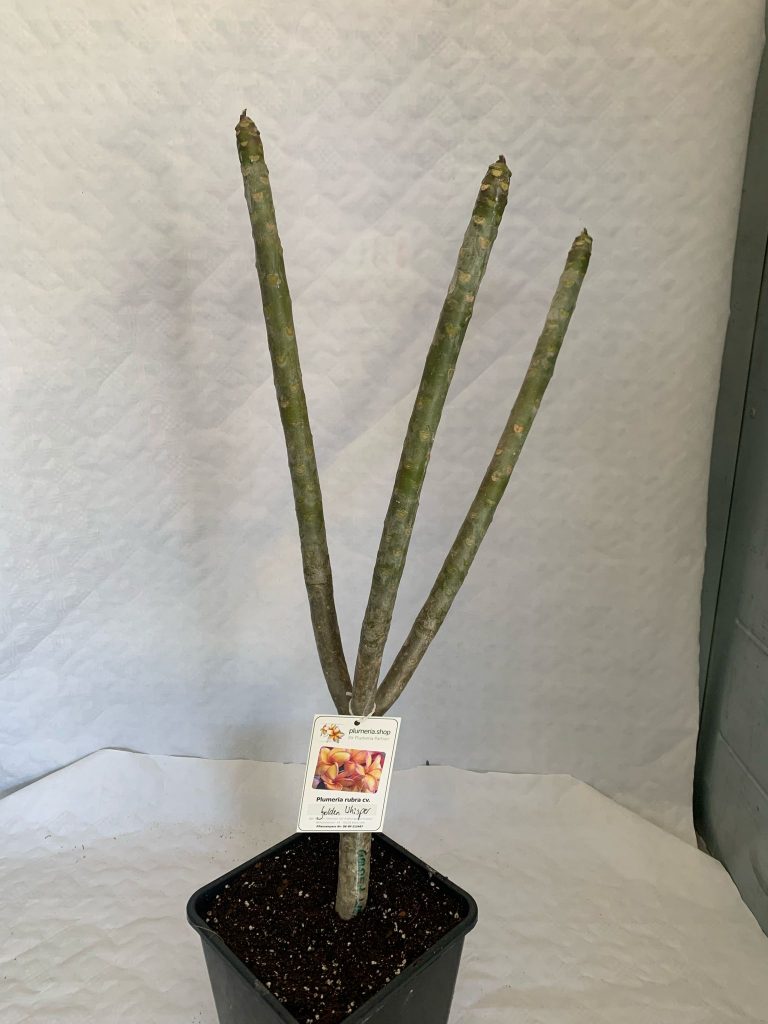 Plumeria rubra "Golden Whisper"