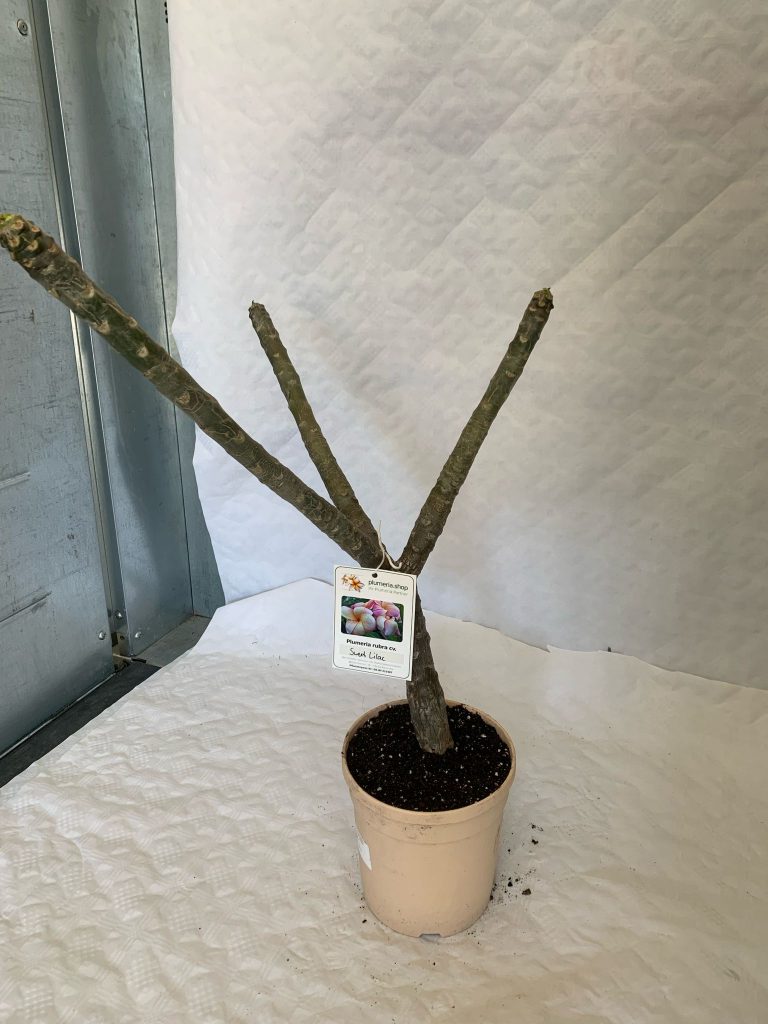 Plumeria rubra "Sweet Lilac"