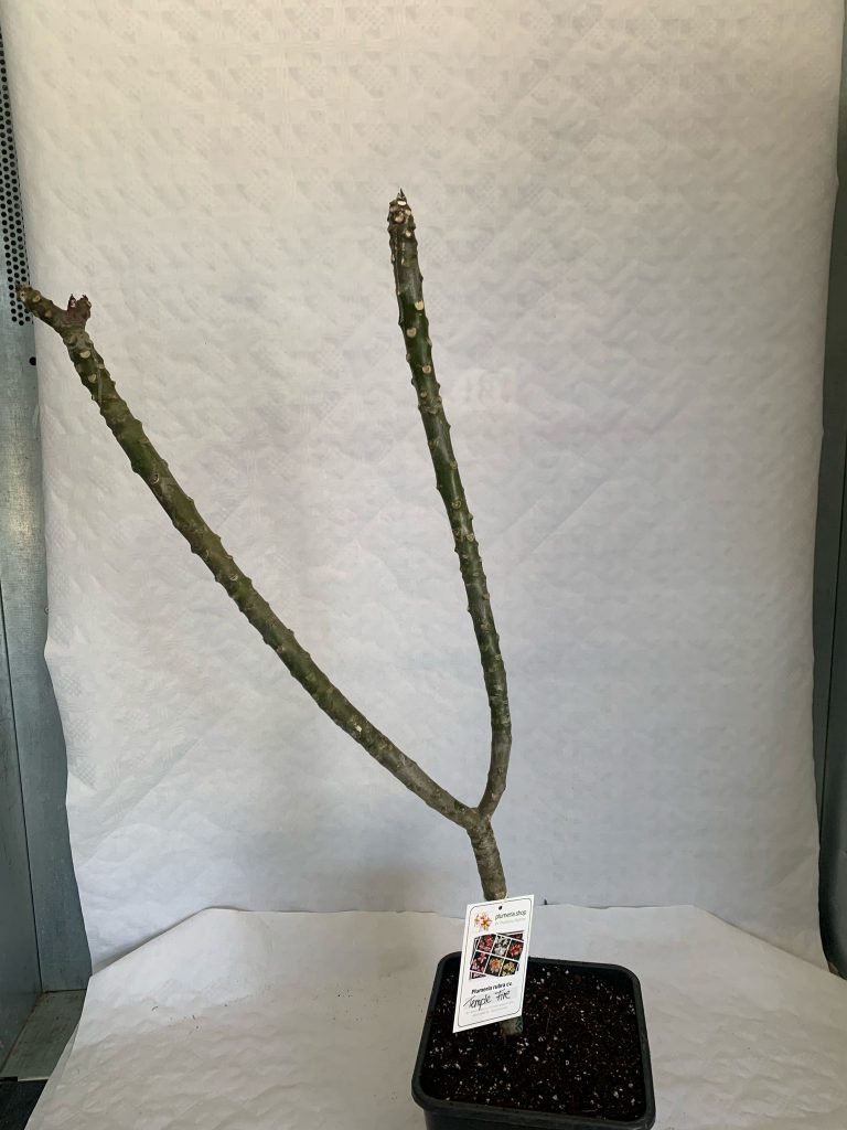 Plumeria rubra "Temple Fire"