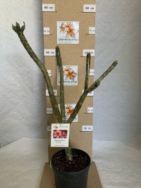 Plumeria rubra "R03"