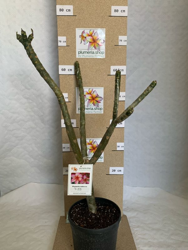 Plumeria rubra "R03"