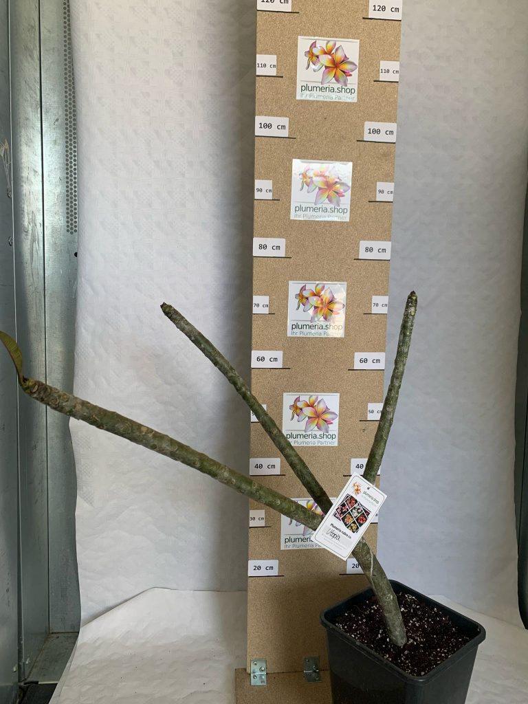 Plumeria rubra "Utopia"