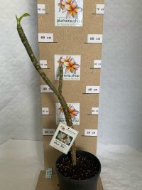 Plumeria rubra "Khao Bali"