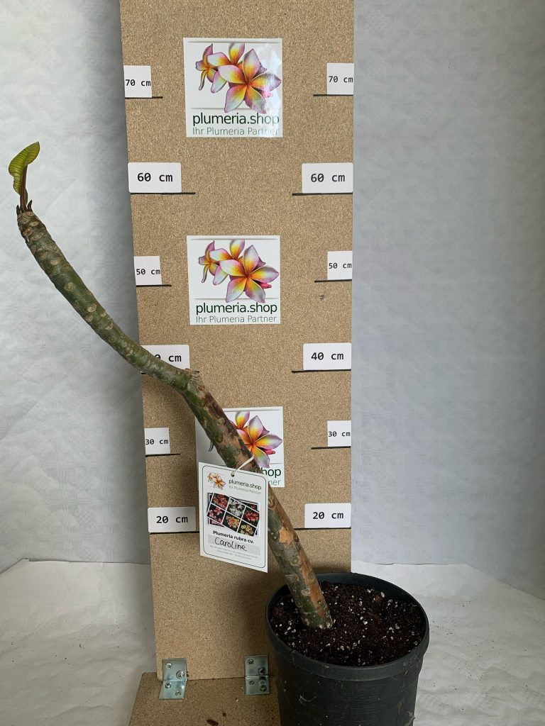 Plumeria rubra "Wisdom of Caroline" aka TannIsa