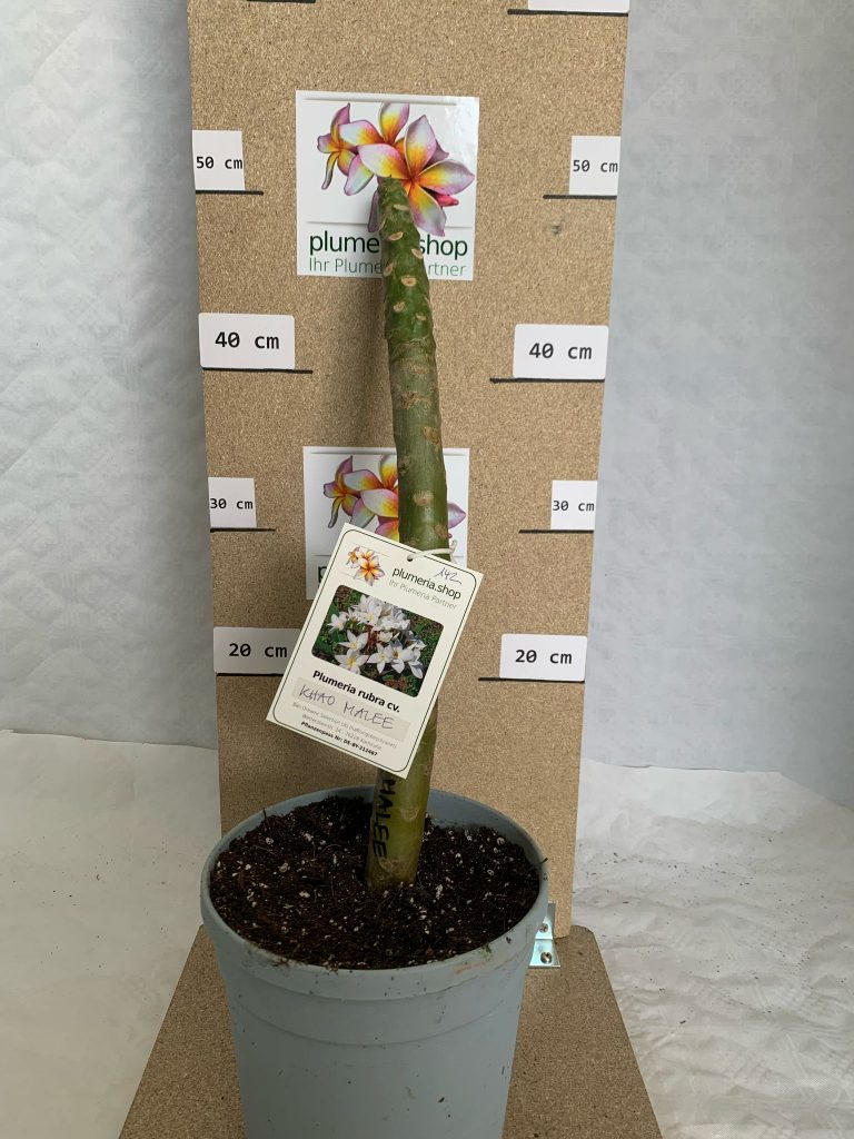 Plumeria rubra "Khao Malee"