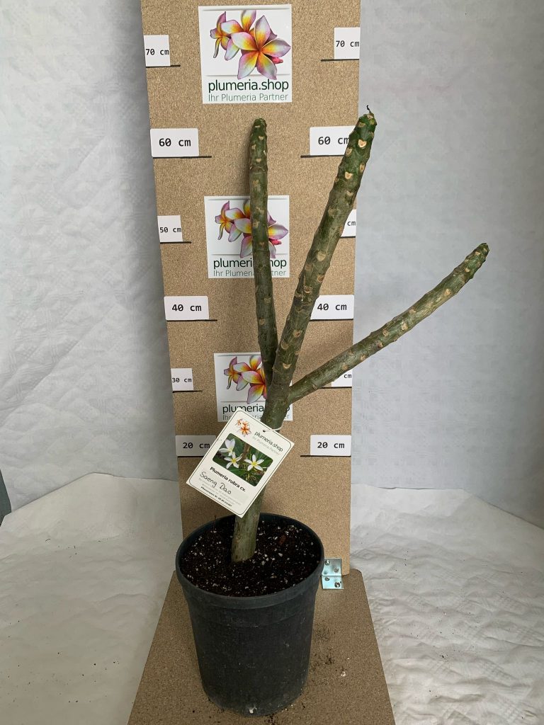 Plumeria rubra "Saeng Dao"