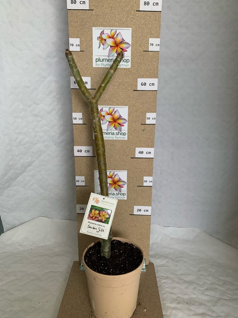 Plumeria rubra "Santas Gift"