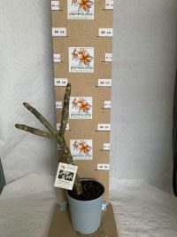 Plumeria rubra "Khao Malee"