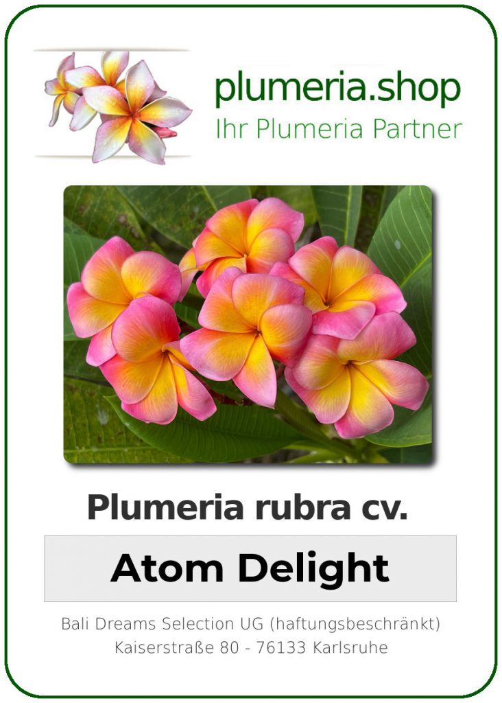 Plumeria rubra cv. "Atom Delight" - unbewurzelter Steckling