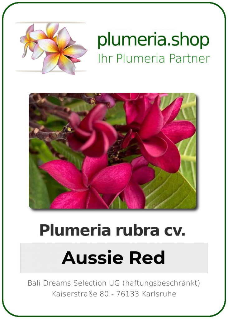 Plumeria rubra cv. "Aussie Red" - unbewurzelter Steckling
