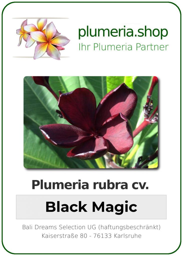 Plumeria rubra "Kukiat Black Magic"