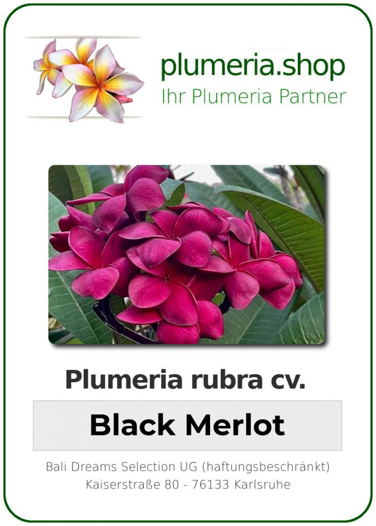 Plumeria rubra cv. "Black Merlot" - unbewurzelter Steckling