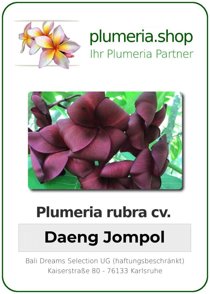 Plumeria rubra cv. "Daeng Jompol" - unbewurzelter Steckling