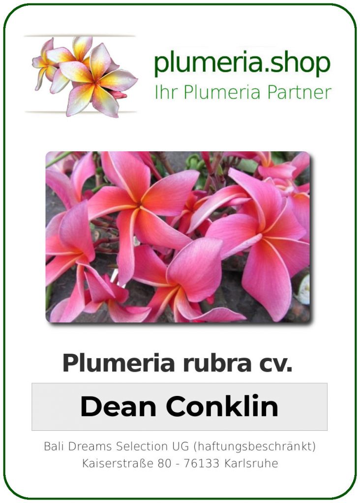 Plumeria rubra cv. "Dean Conklin" - unbewurzelter Steckling
