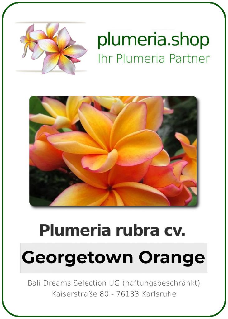 Plumeria rubra cv. "Georgetown Orange" - unbewurzelter Steckling