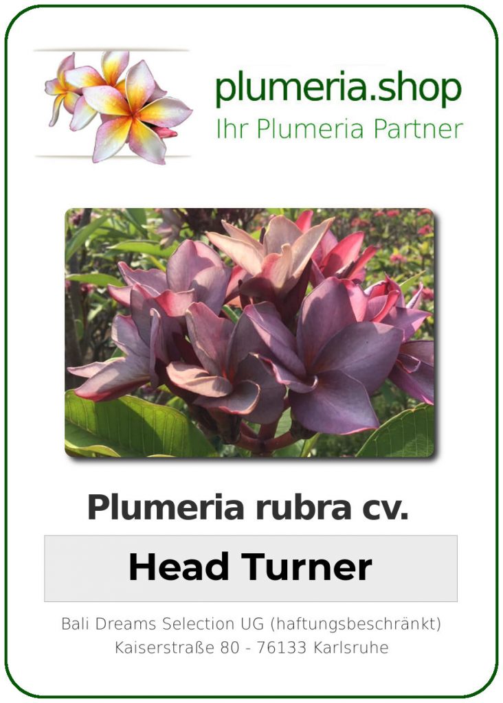 Plumeria rubra cv. "Head Turner" - unbewurzelter Steckling