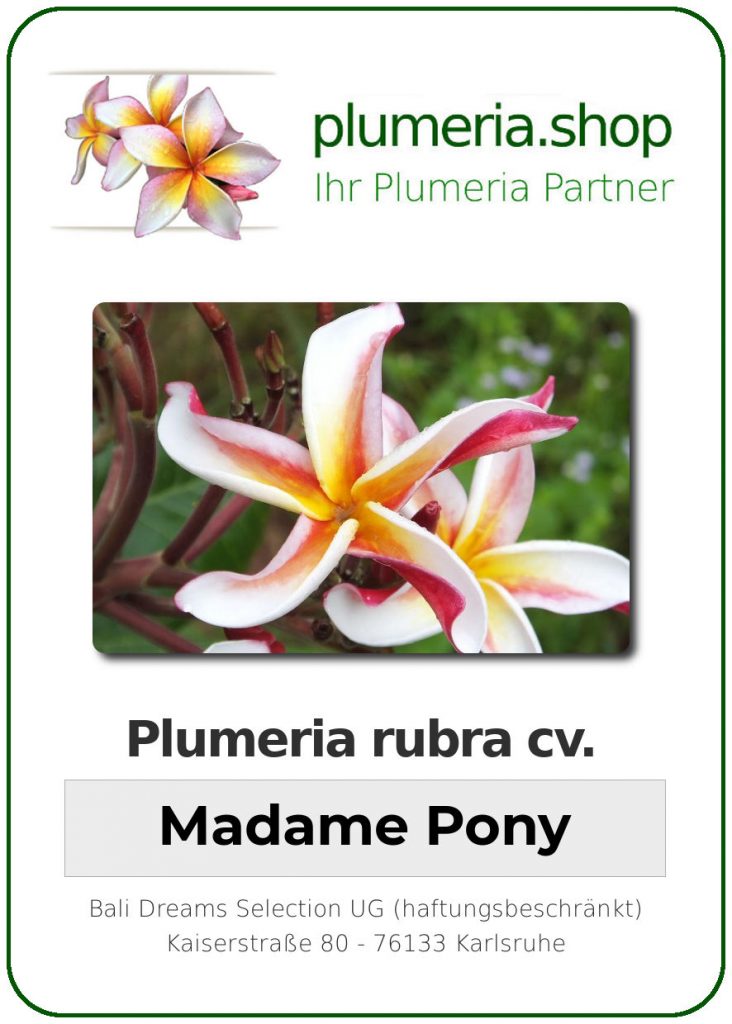 Plumeria rubra cv. "Madame Pony" - unbewurzelter Steckling