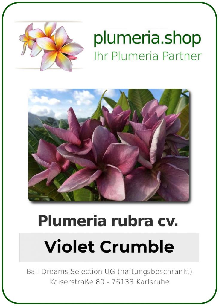 Plumeria rubra cv. "Violet Crumble" - unbewurzelter Steckling