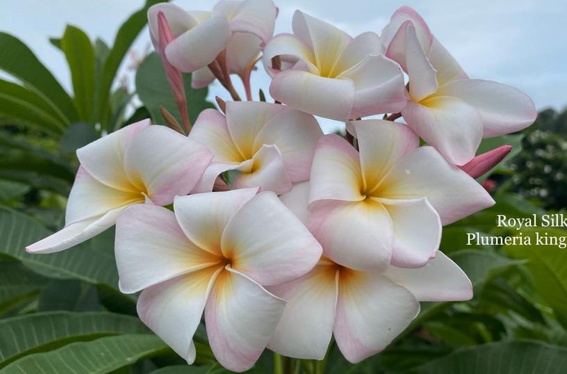 Plumeria rubra cv. "Royal Silk" - unbewurzelter Steckling