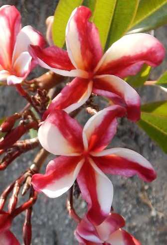 Plumeria rubra cv. « Amazing » – bouture non enracinée